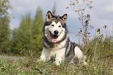 ALASKAN MALAMUTE 421